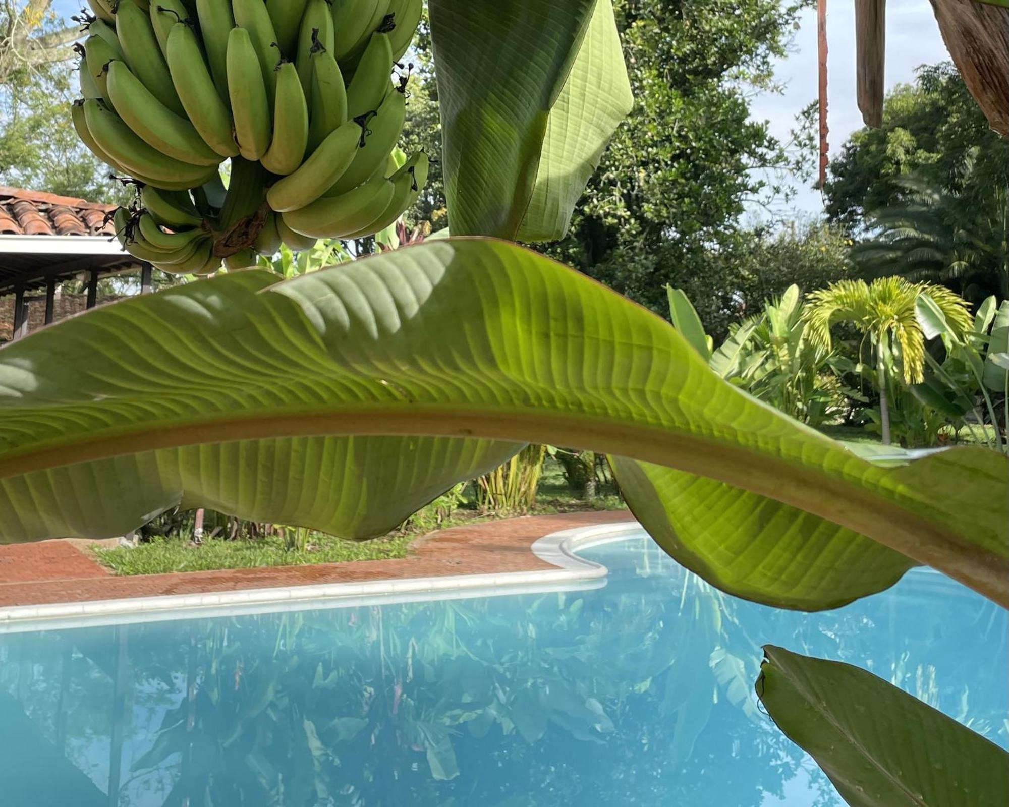 Finca La Holanda Real Quimbaya Esterno foto