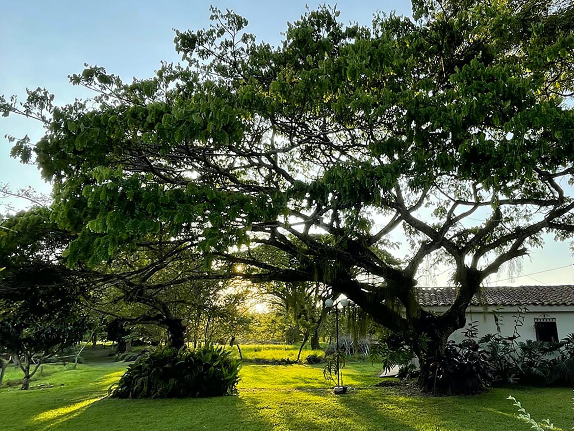 Finca La Holanda Real Quimbaya Esterno foto